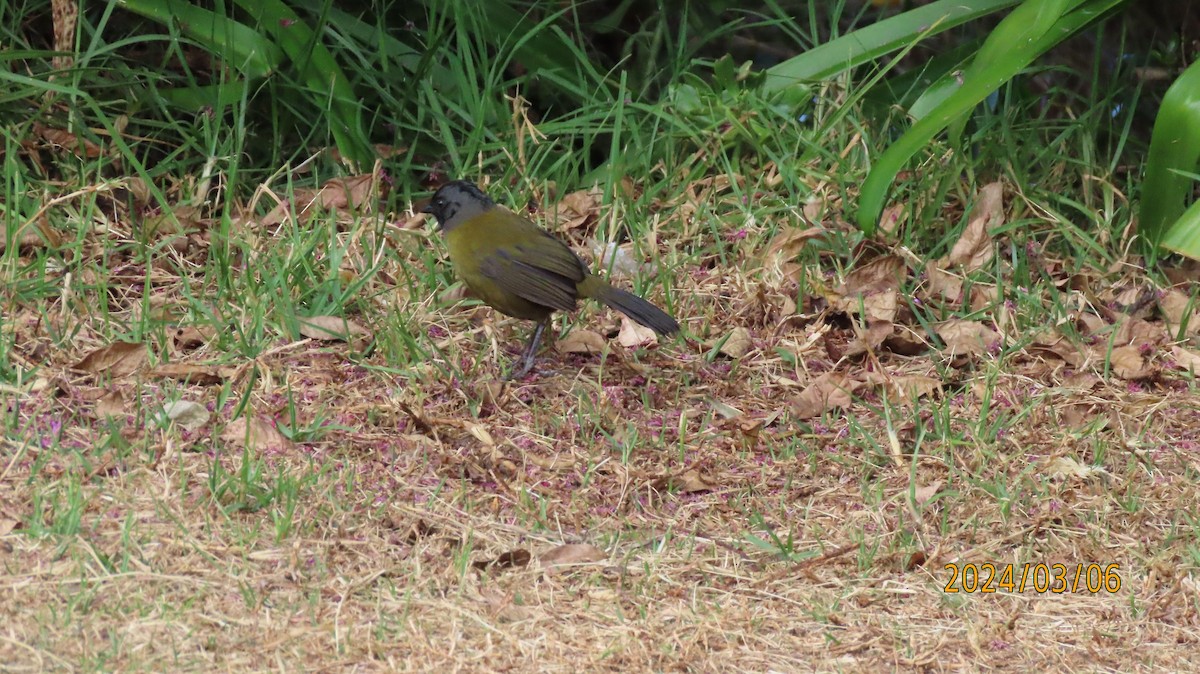 Large-footed Finch - ML622882826