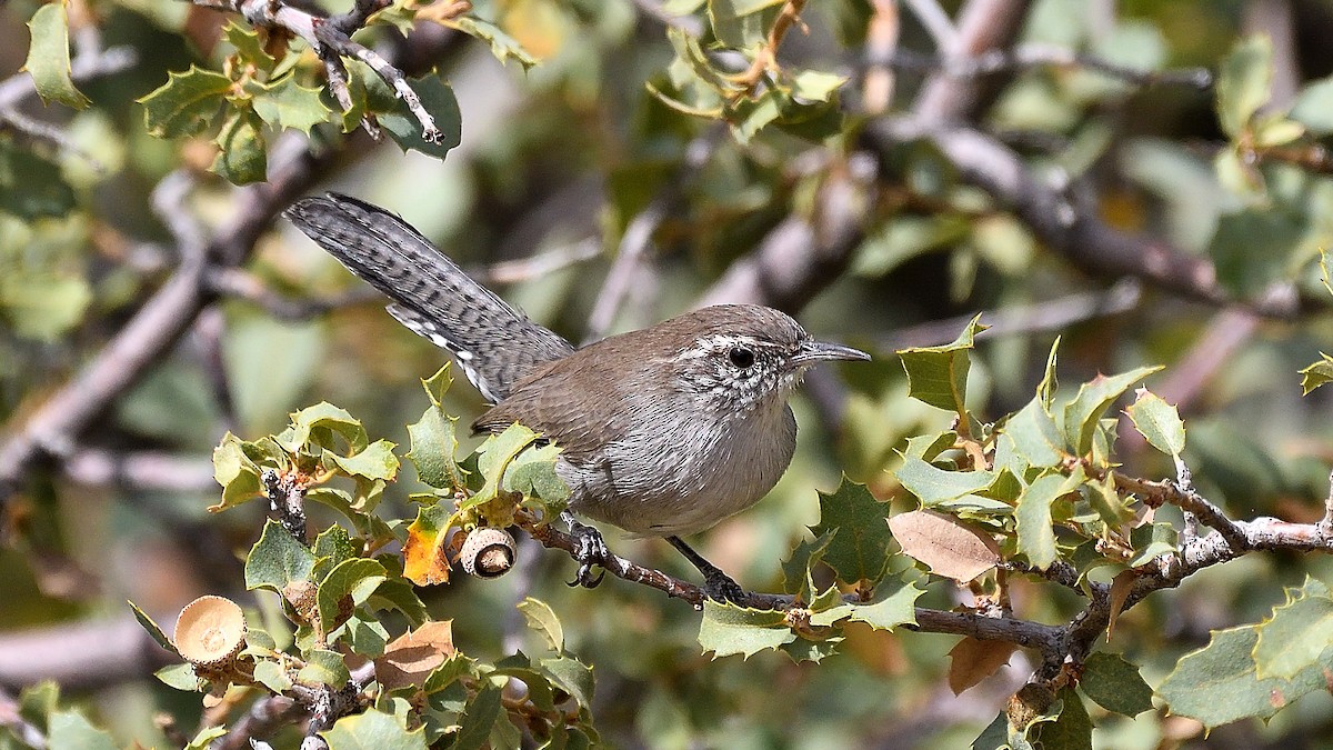 Bewick's Wren - ML622882831