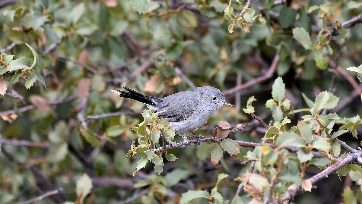 Blue-gray Gnatcatcher - ML622882836