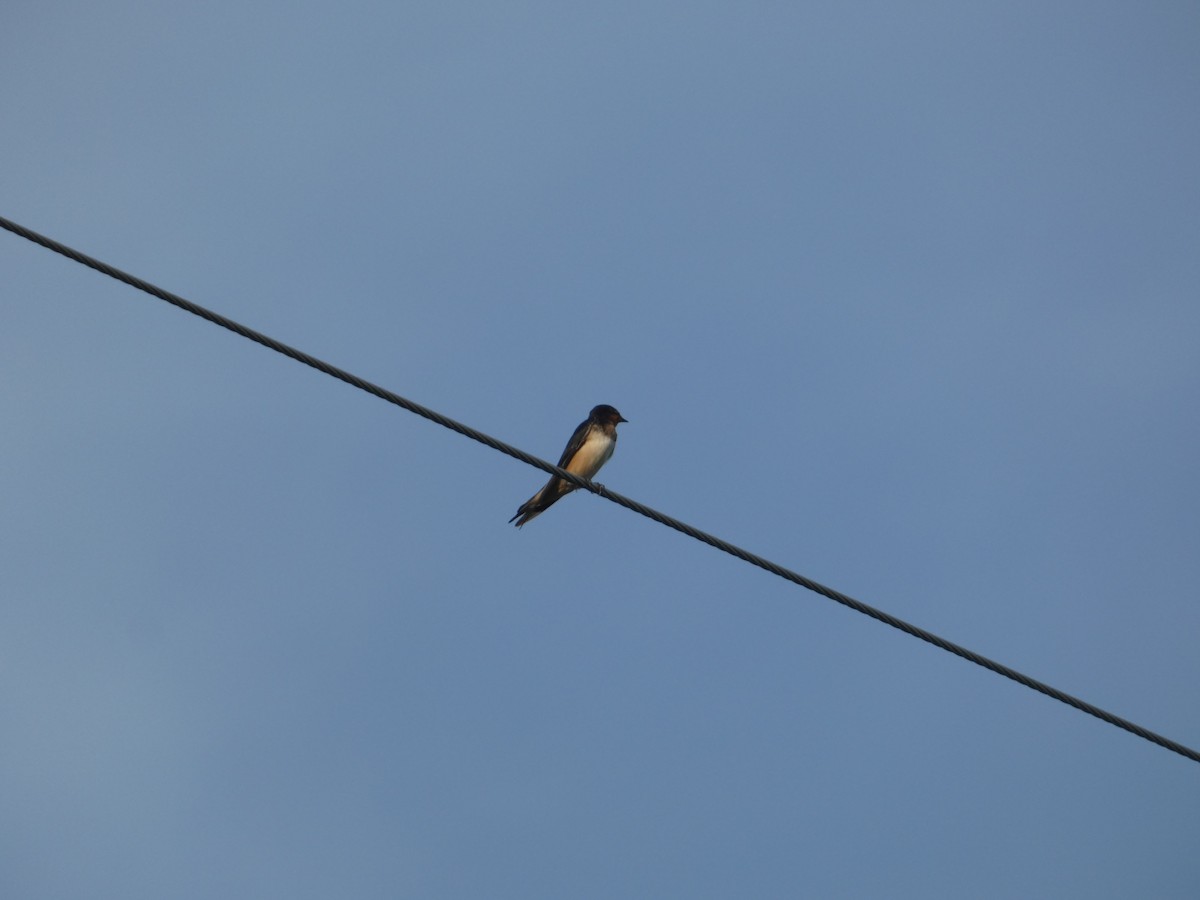 Barn Swallow - ML622882855