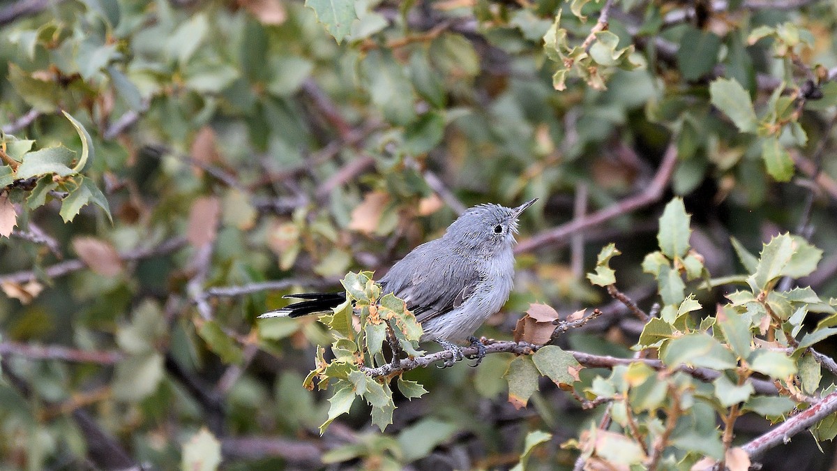 Blue-gray Gnatcatcher - ML622882858