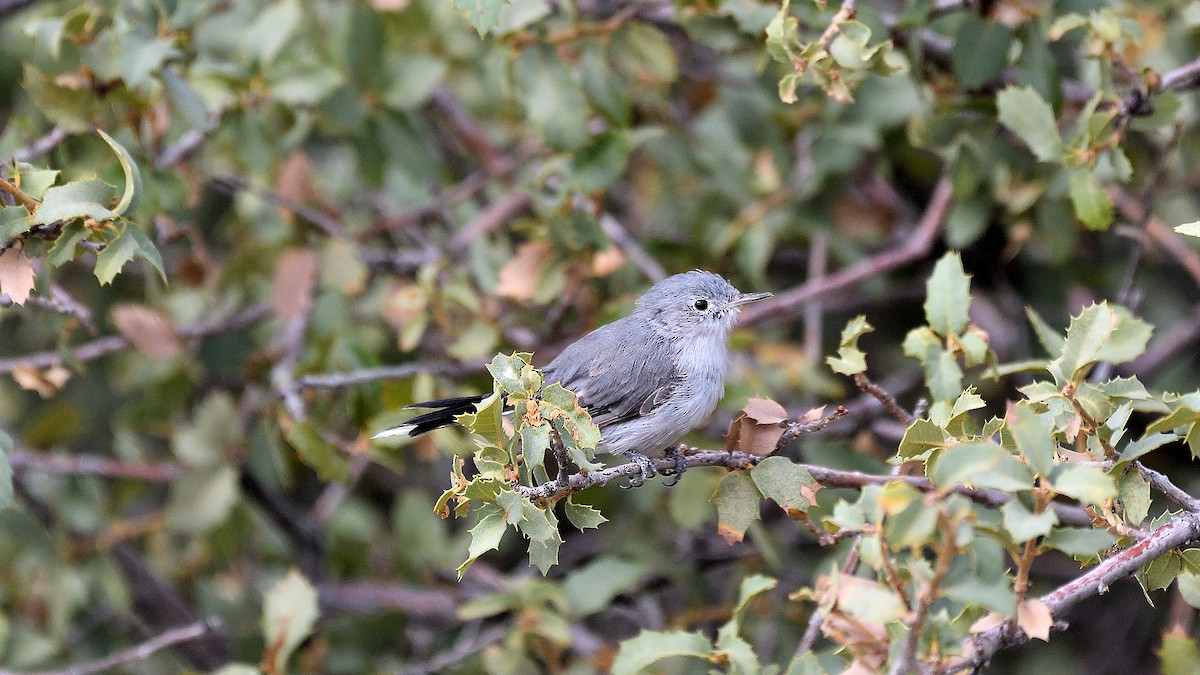 Blue-gray Gnatcatcher - ML622882859
