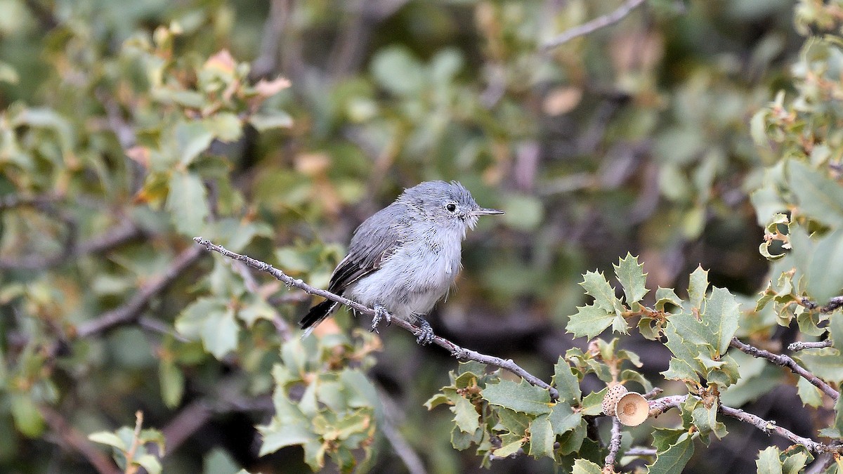 Blue-gray Gnatcatcher - ML622882861