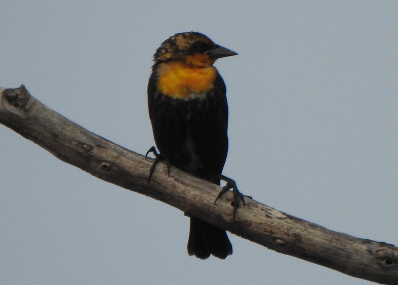 Yellow-headed Blackbird - ML622882866