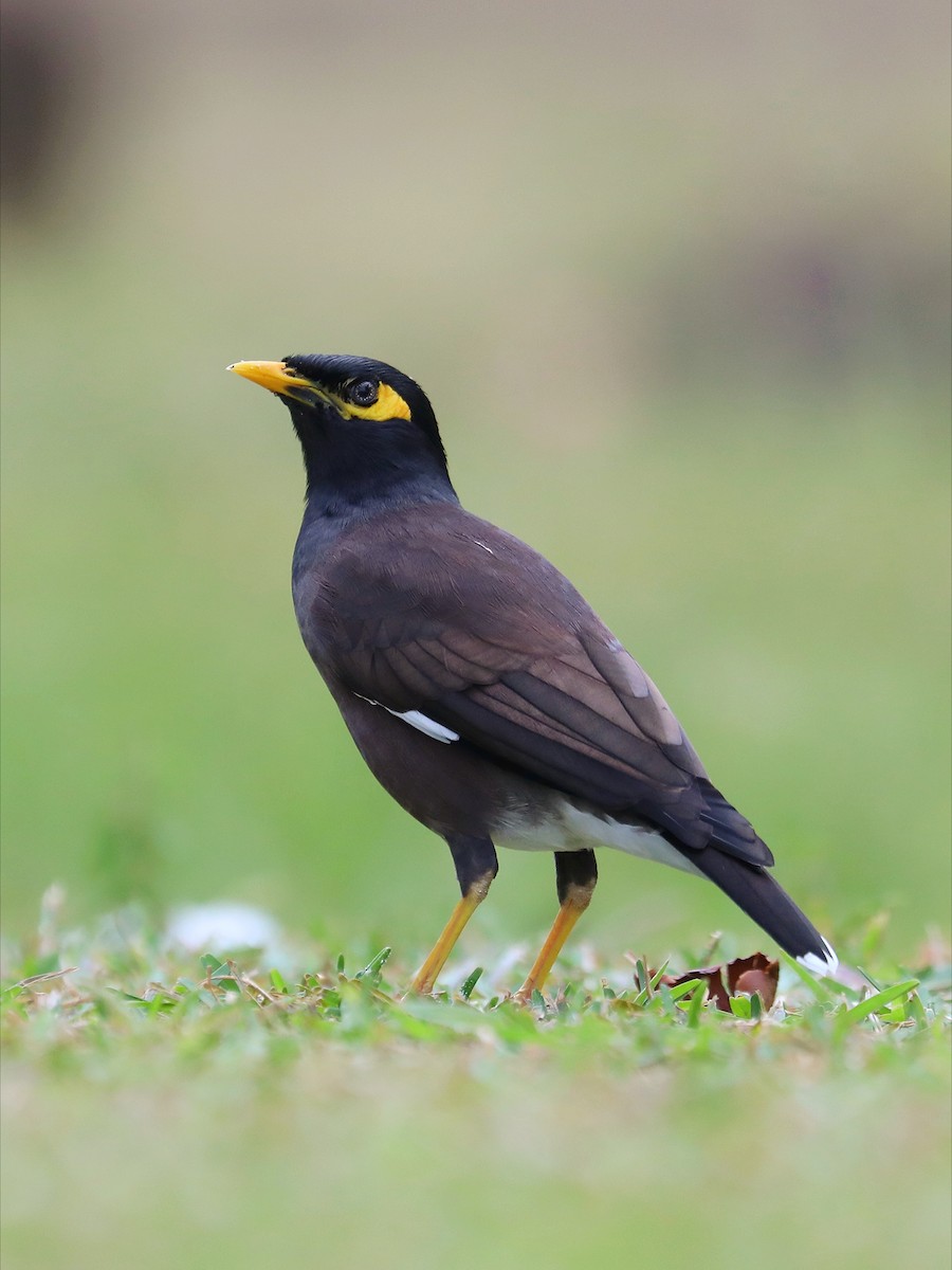 Common Myna - Matthias Alberti