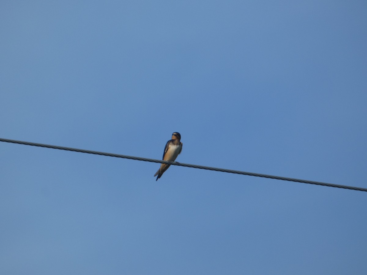 Barn Swallow - ML622882880