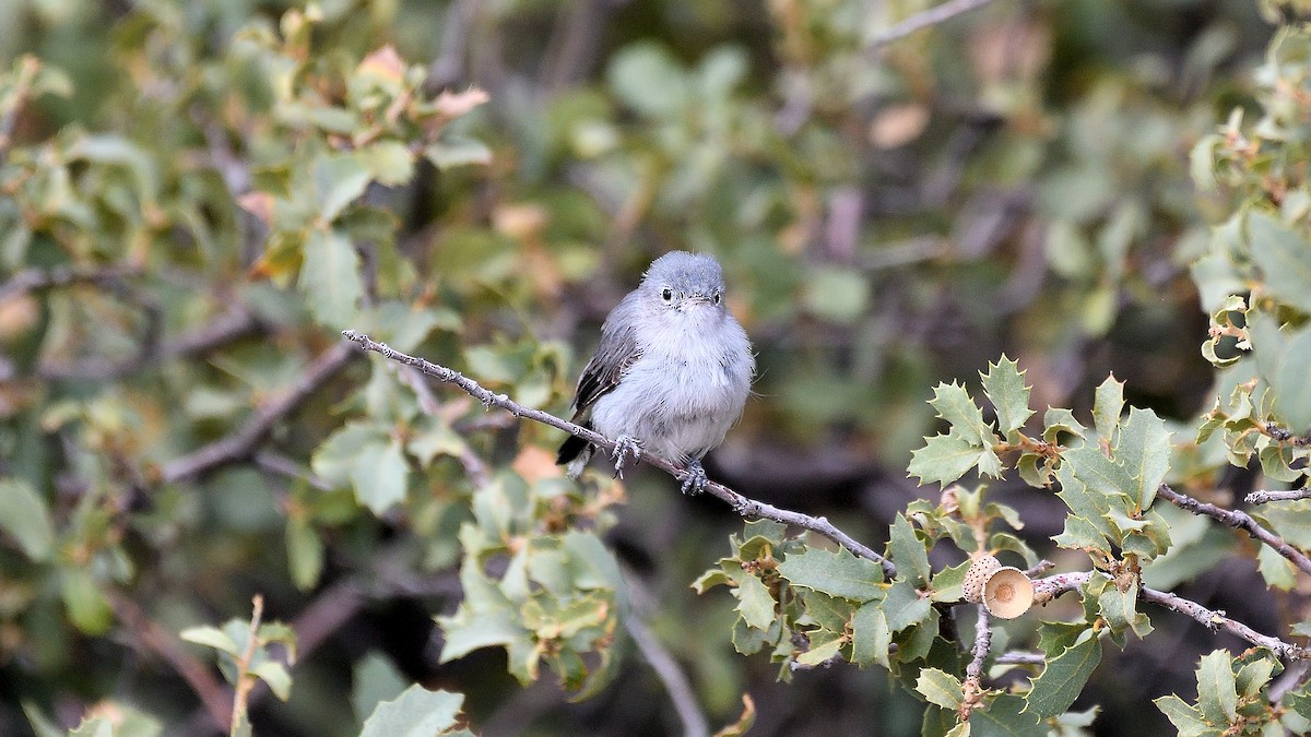 Blue-gray Gnatcatcher - ML622882889