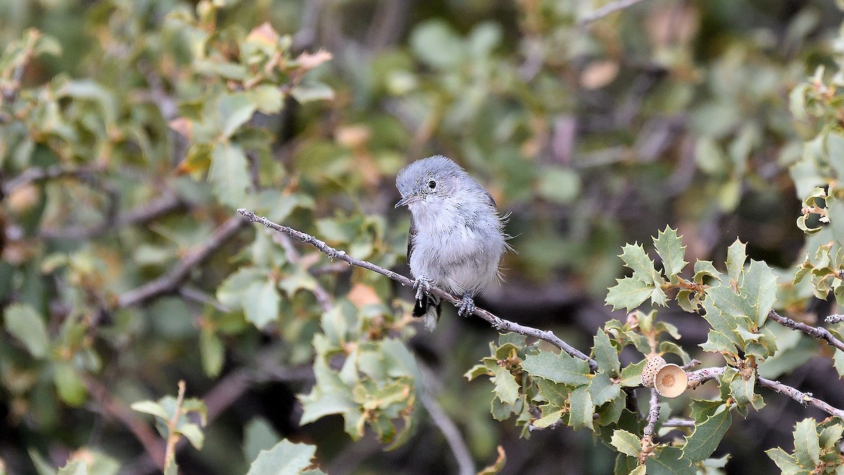 Blue-gray Gnatcatcher - ML622882890
