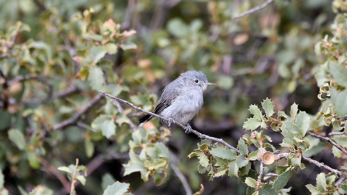 Blue-gray Gnatcatcher - ML622882904