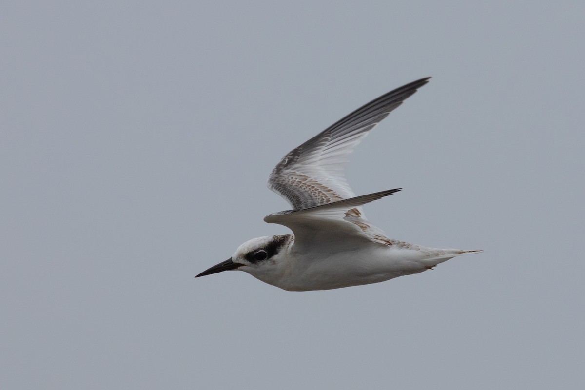 Saunders's Tern - ML622882916