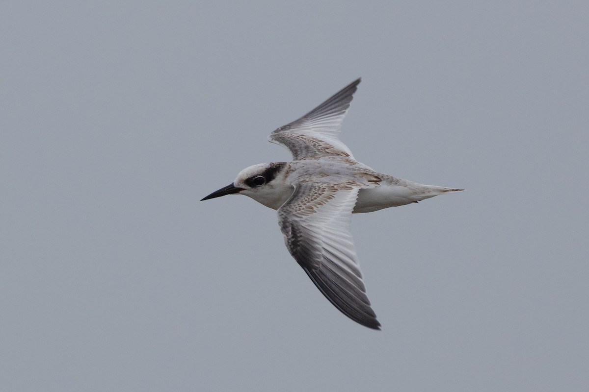 Saunders's Tern - ML622882930