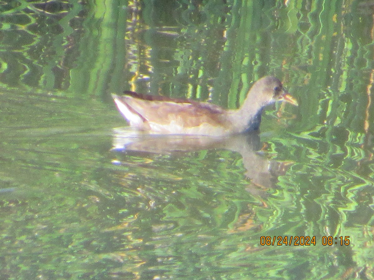 Common Gallinule - ML622882932