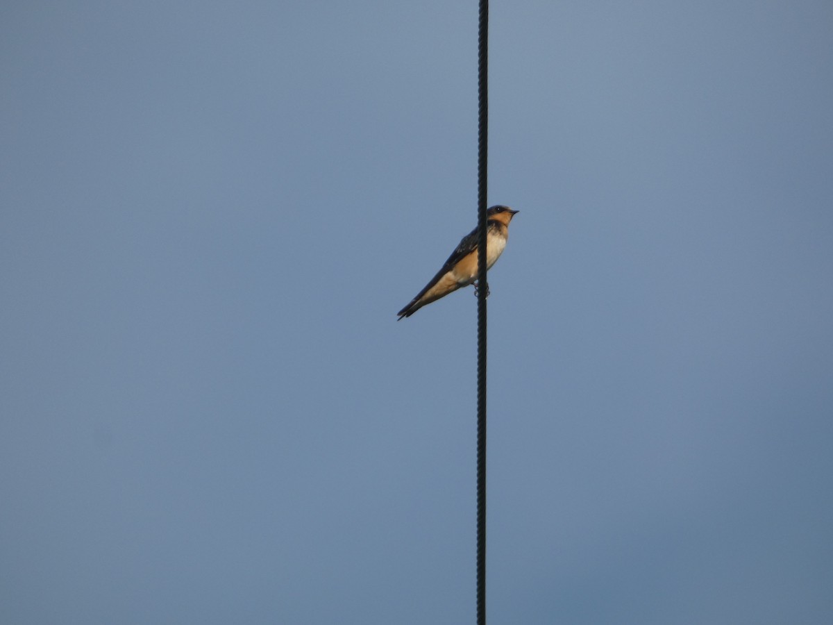 Barn Swallow - ML622882973