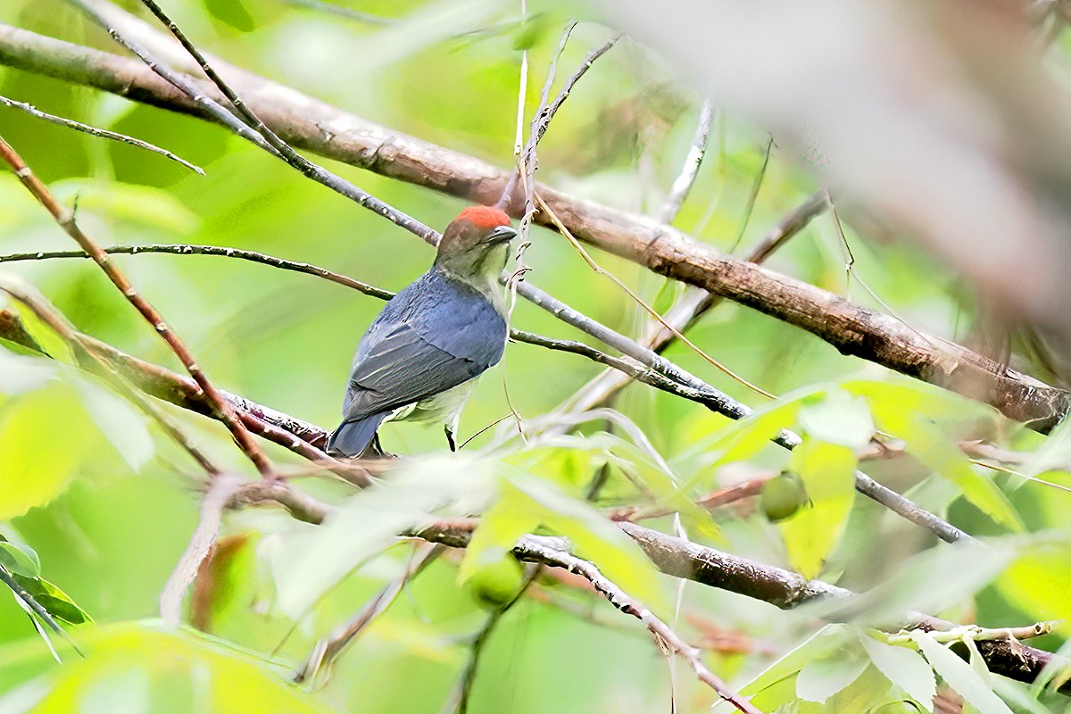 Red-capped Flowerpecker - ML622882977