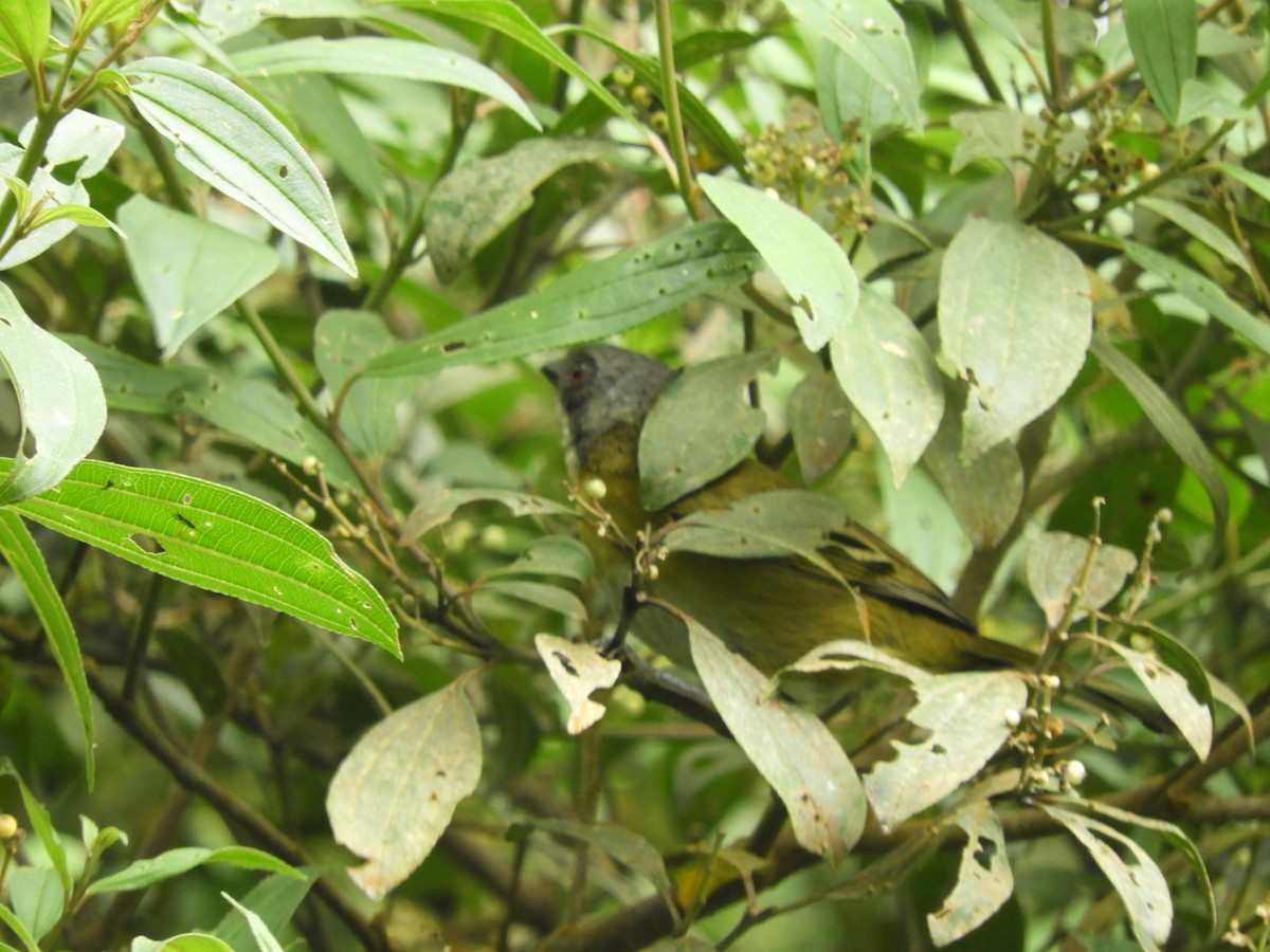 Chlorospingus sp. - ML622882994