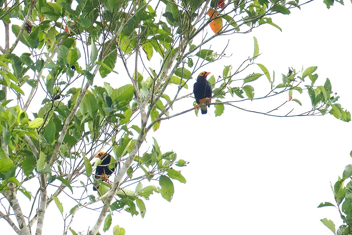 Yellow-faced Myna - ML622883019