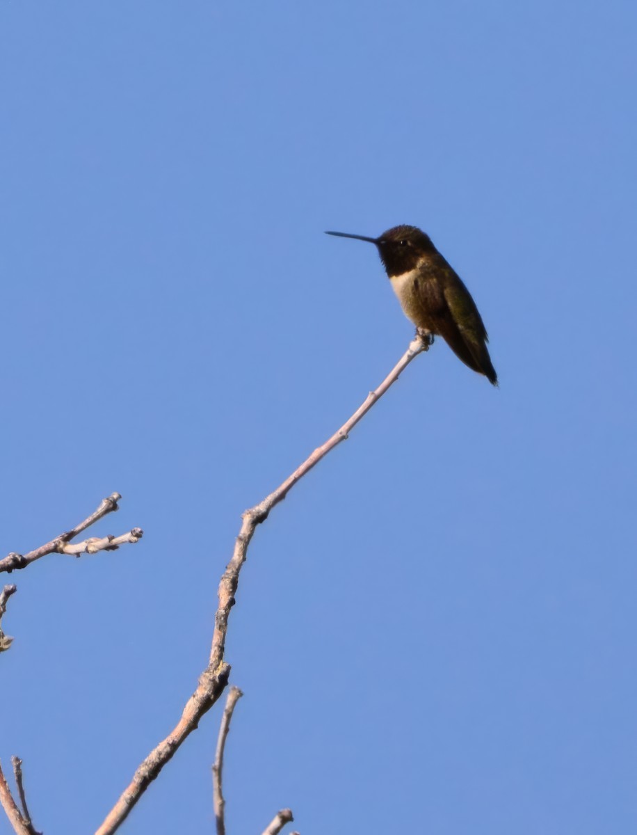 Black-chinned Hummingbird - ML622883021