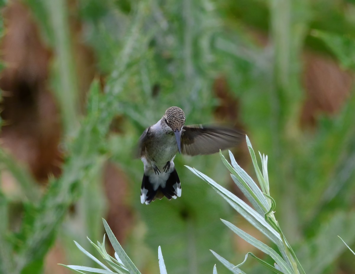 Black-chinned Hummingbird - ML622883024