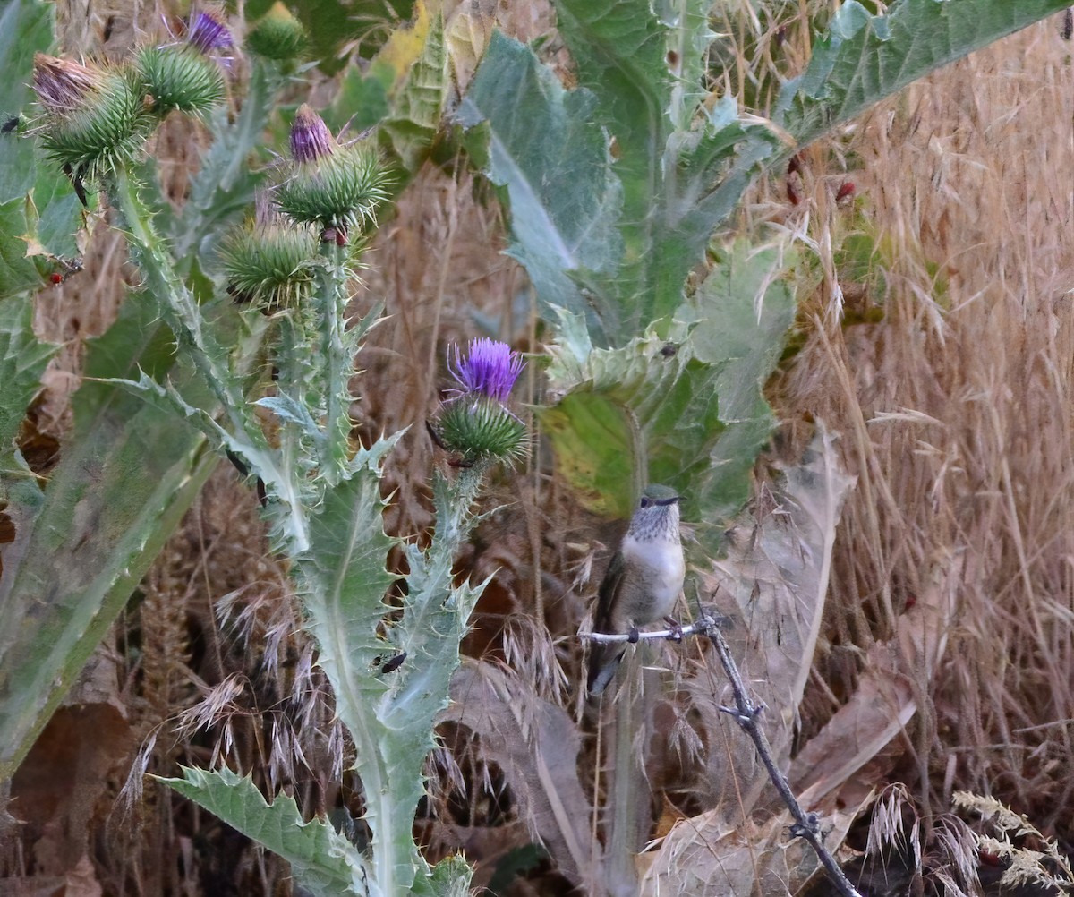 Broad-tailed Hummingbird - ML622883033