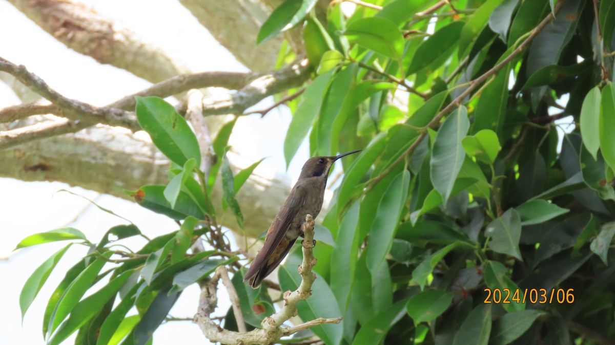 Brown Violetear - ML622883039