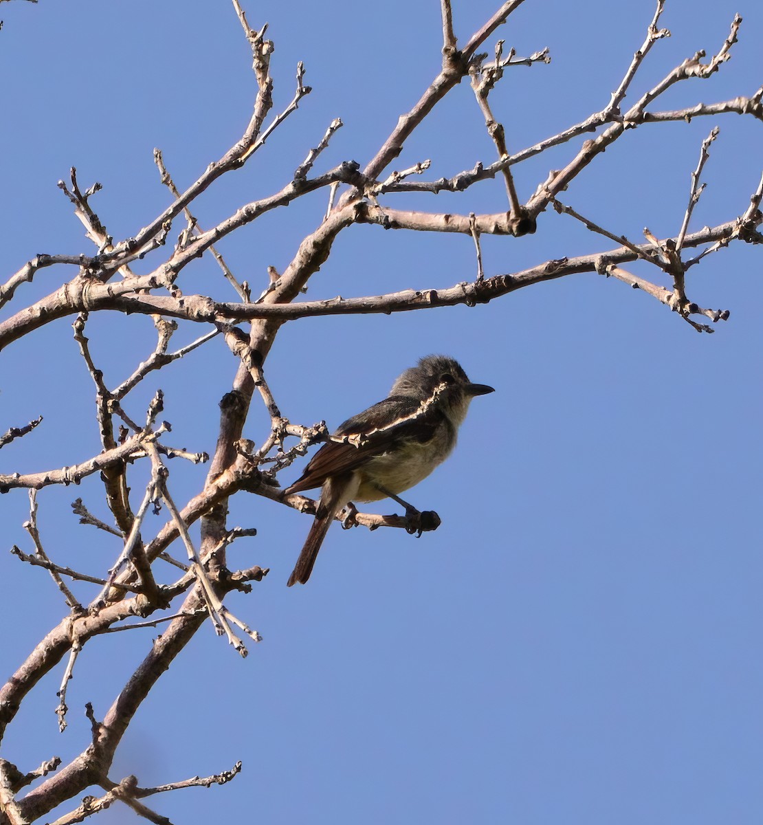 Plumbeous Vireo - ML622883048