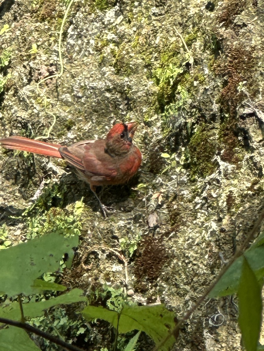 Northern Cardinal - ML622883050