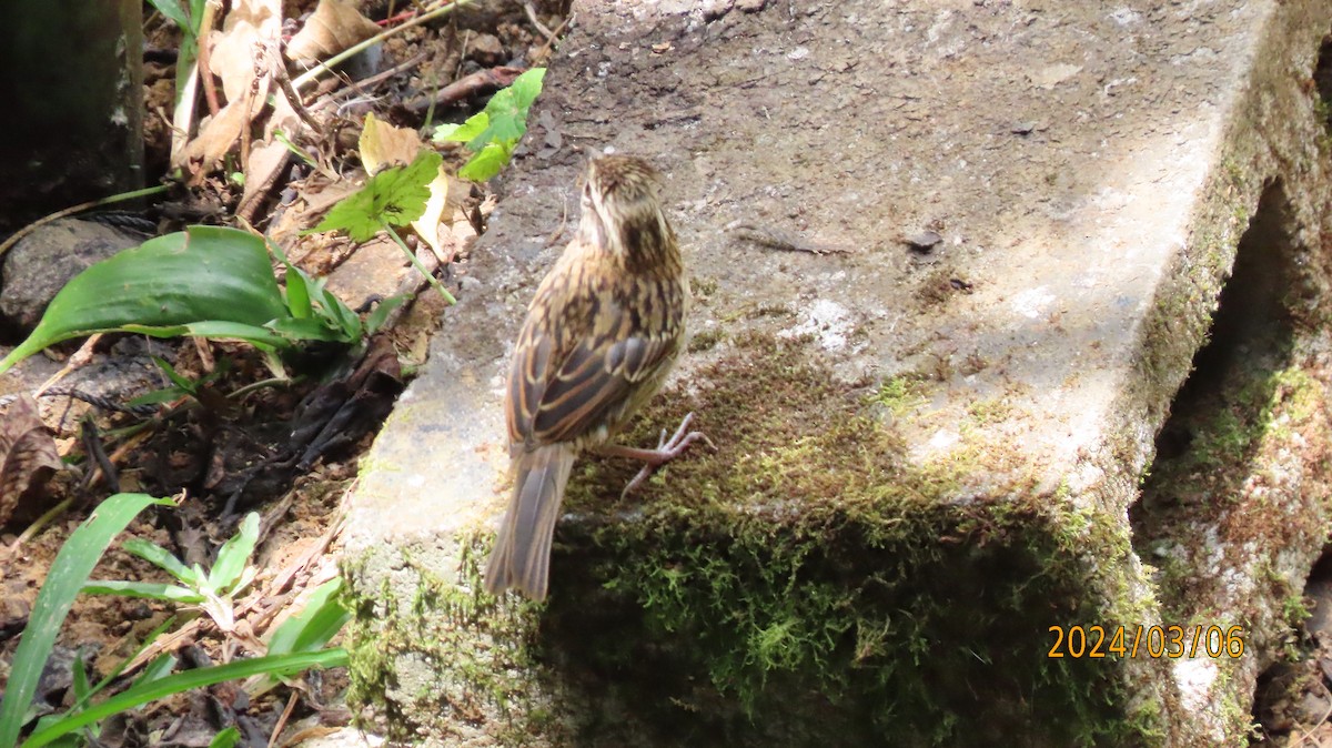 Rufous-collared Sparrow - ML622883058