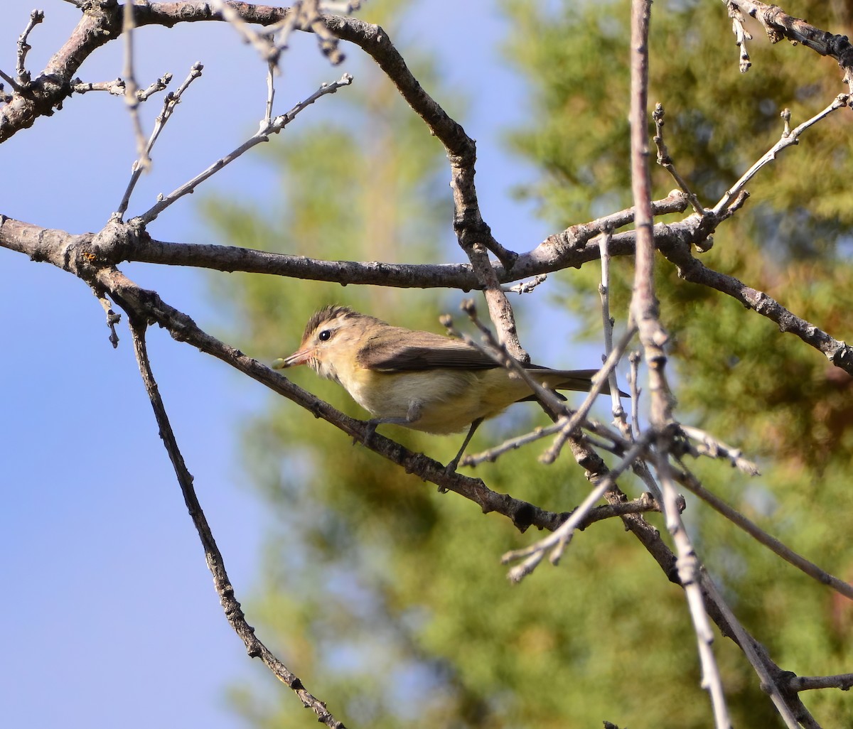 Warbling Vireo - Kirk Andrews