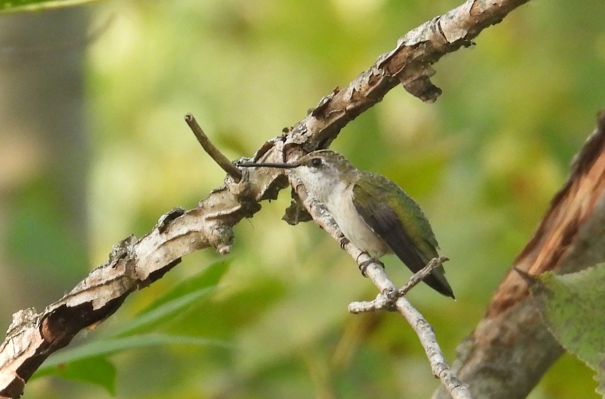 Ruby-throated Hummingbird - ML622883071