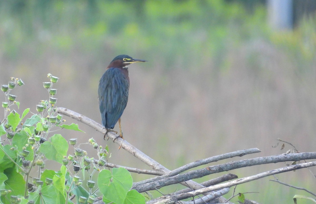 Green Heron - ML622883078