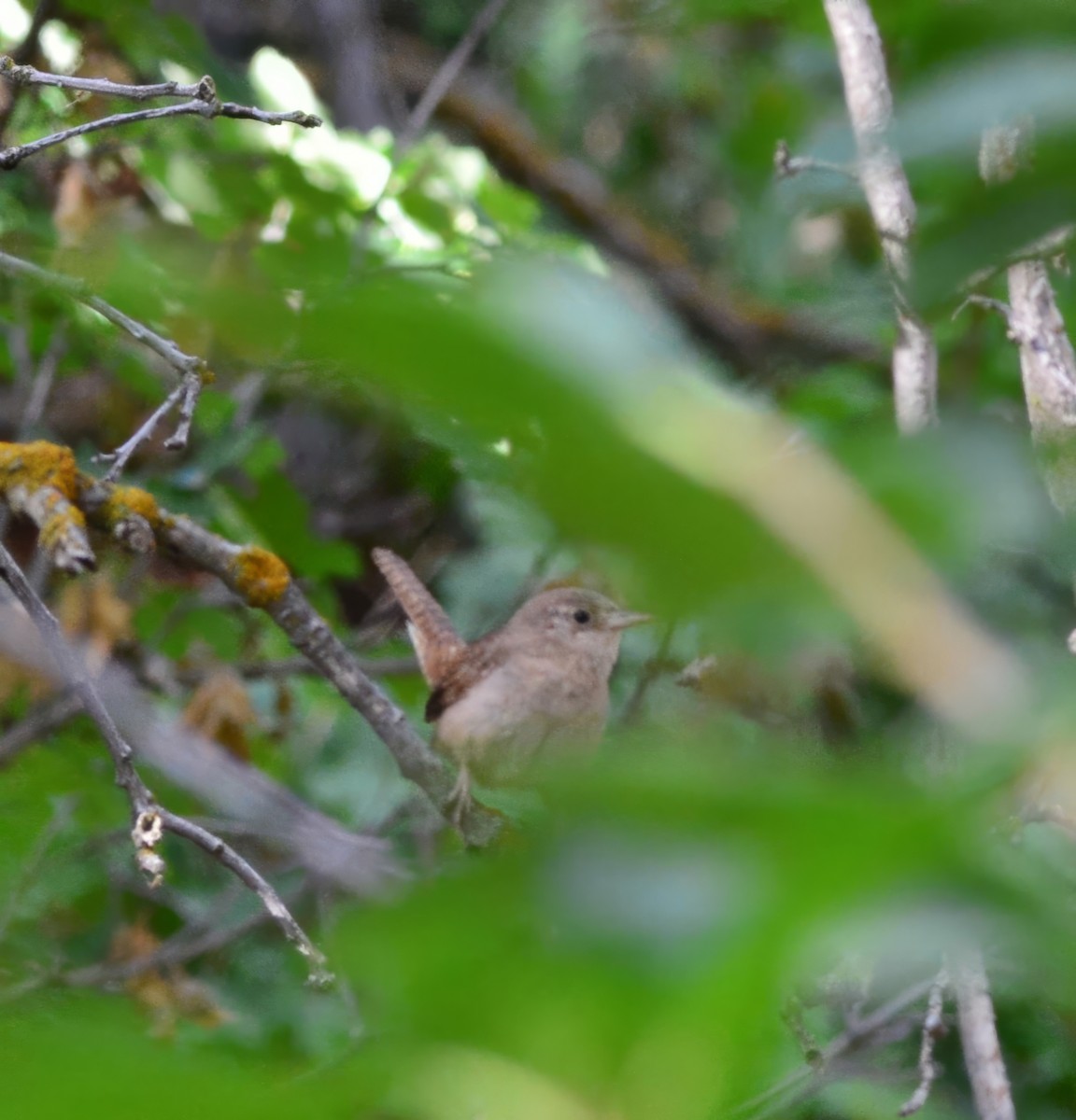 House Wren - ML622883080