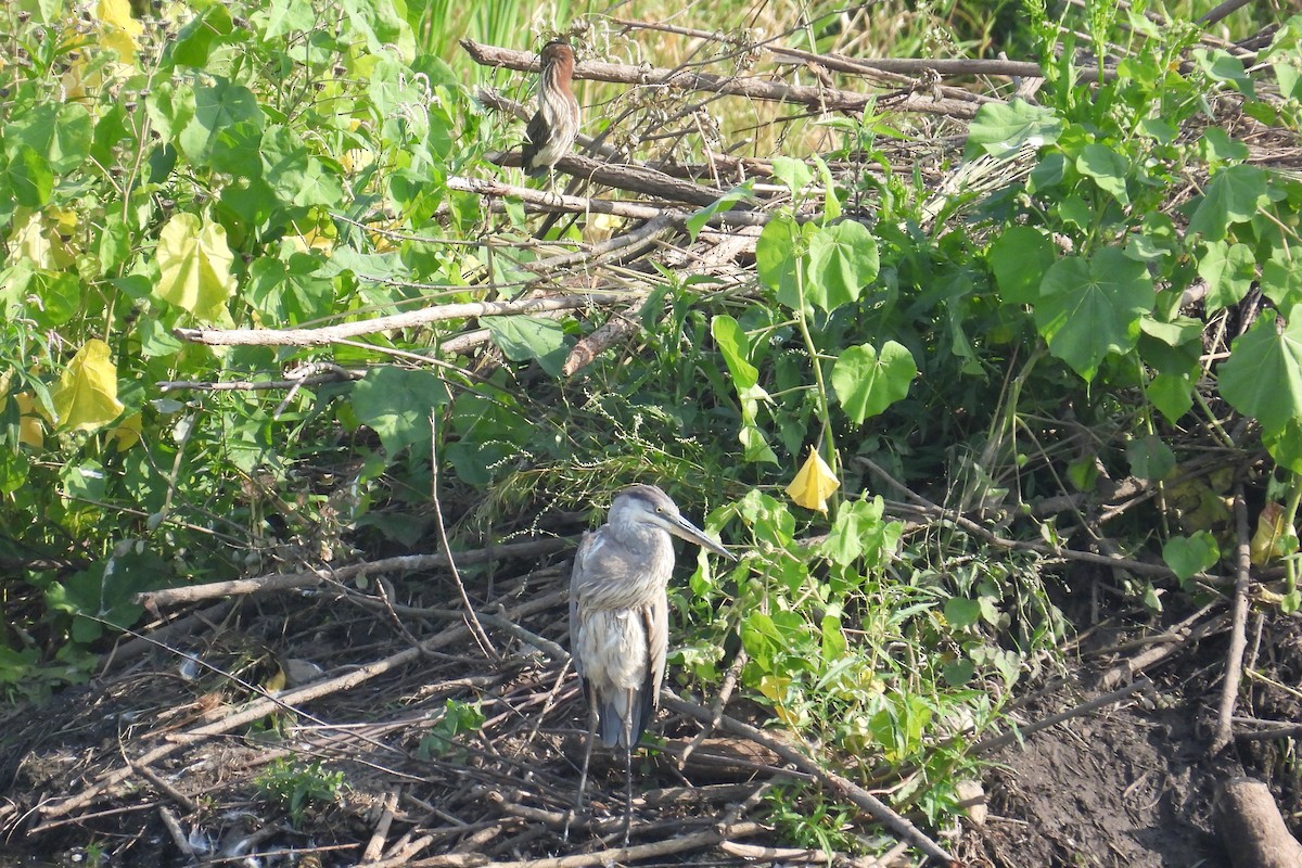 Garza Azulada - ML622883082