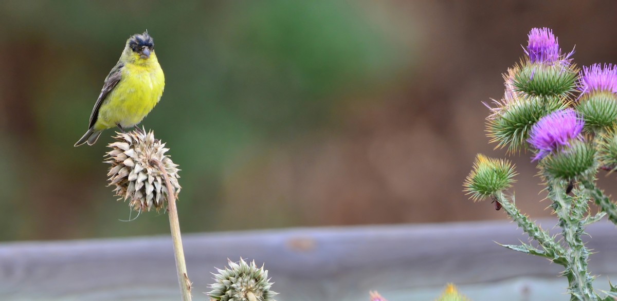 Lesser Goldfinch - ML622883090