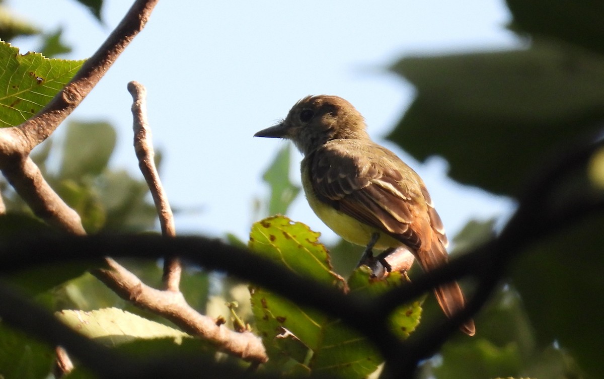 Great Crested Flycatcher - ML622883091