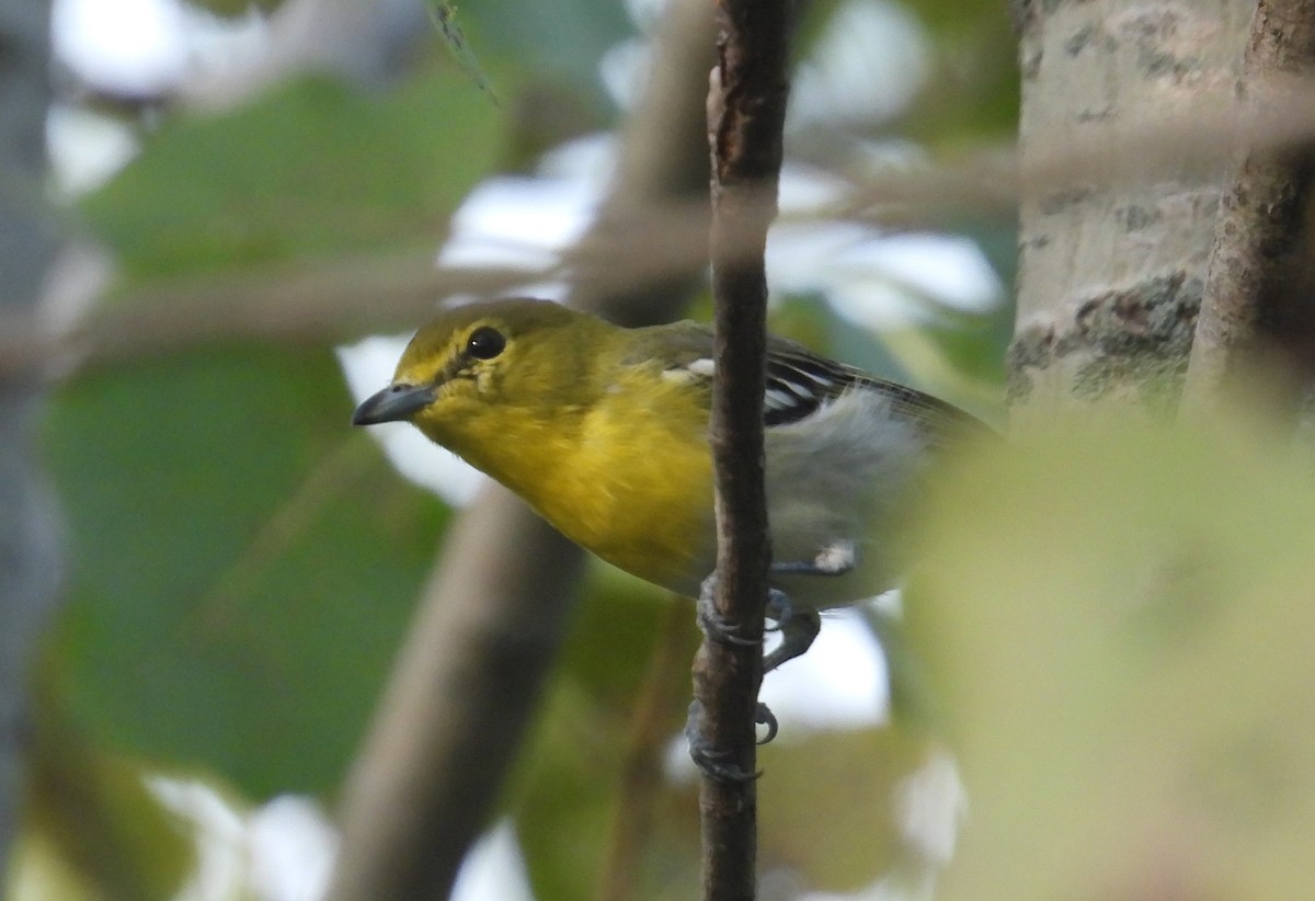 Yellow-throated Vireo - ML622883094