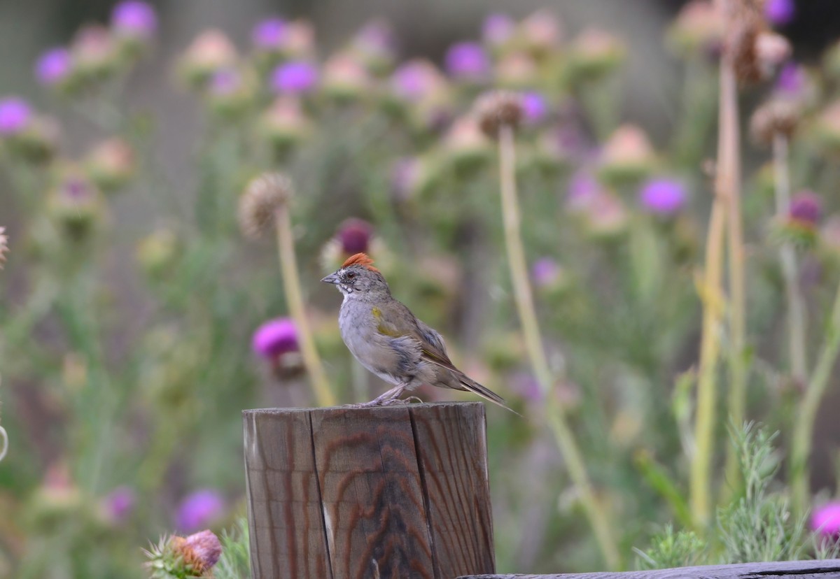 Green-tailed Towhee - ML622883104