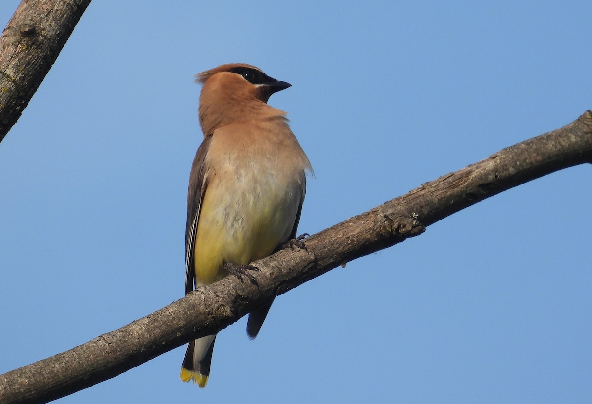 Cedar Waxwing - ML622883108