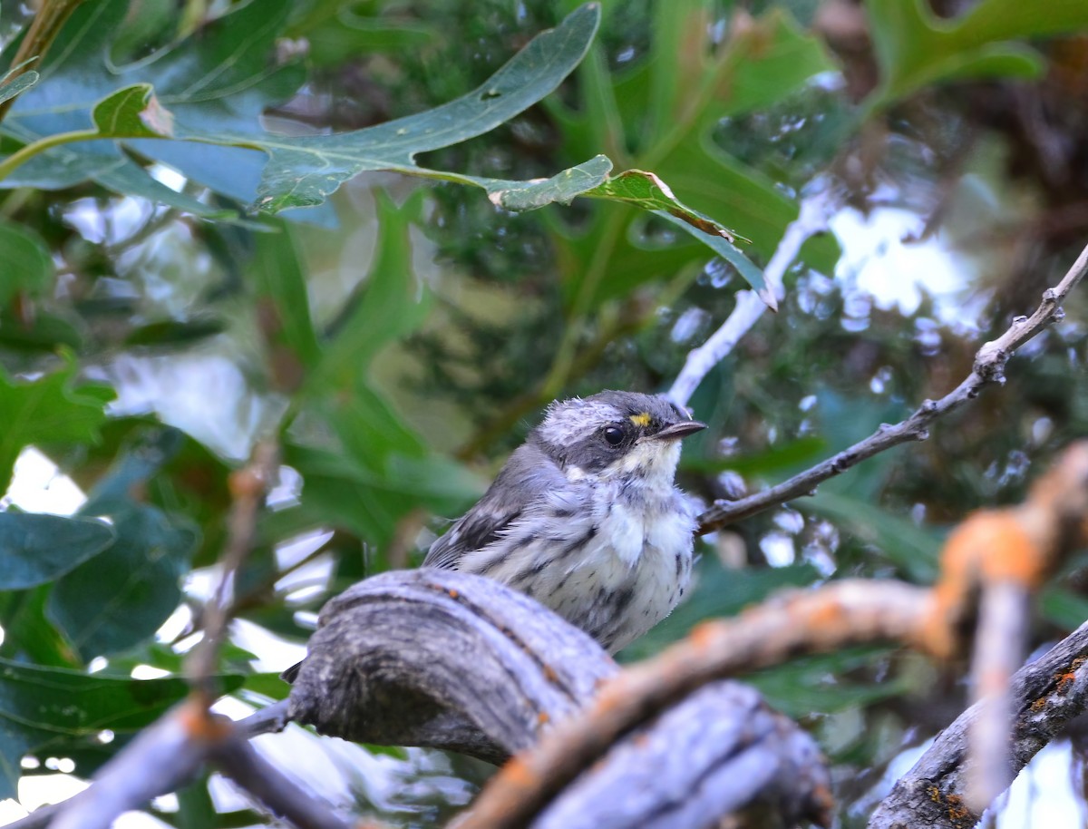 Black-throated Gray Warbler - ML622883112