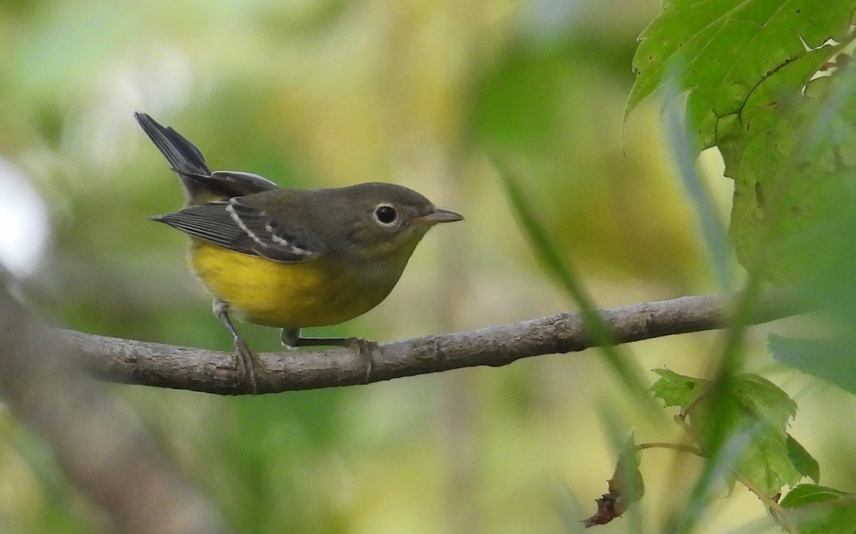 Magnolia Warbler - ML622883116