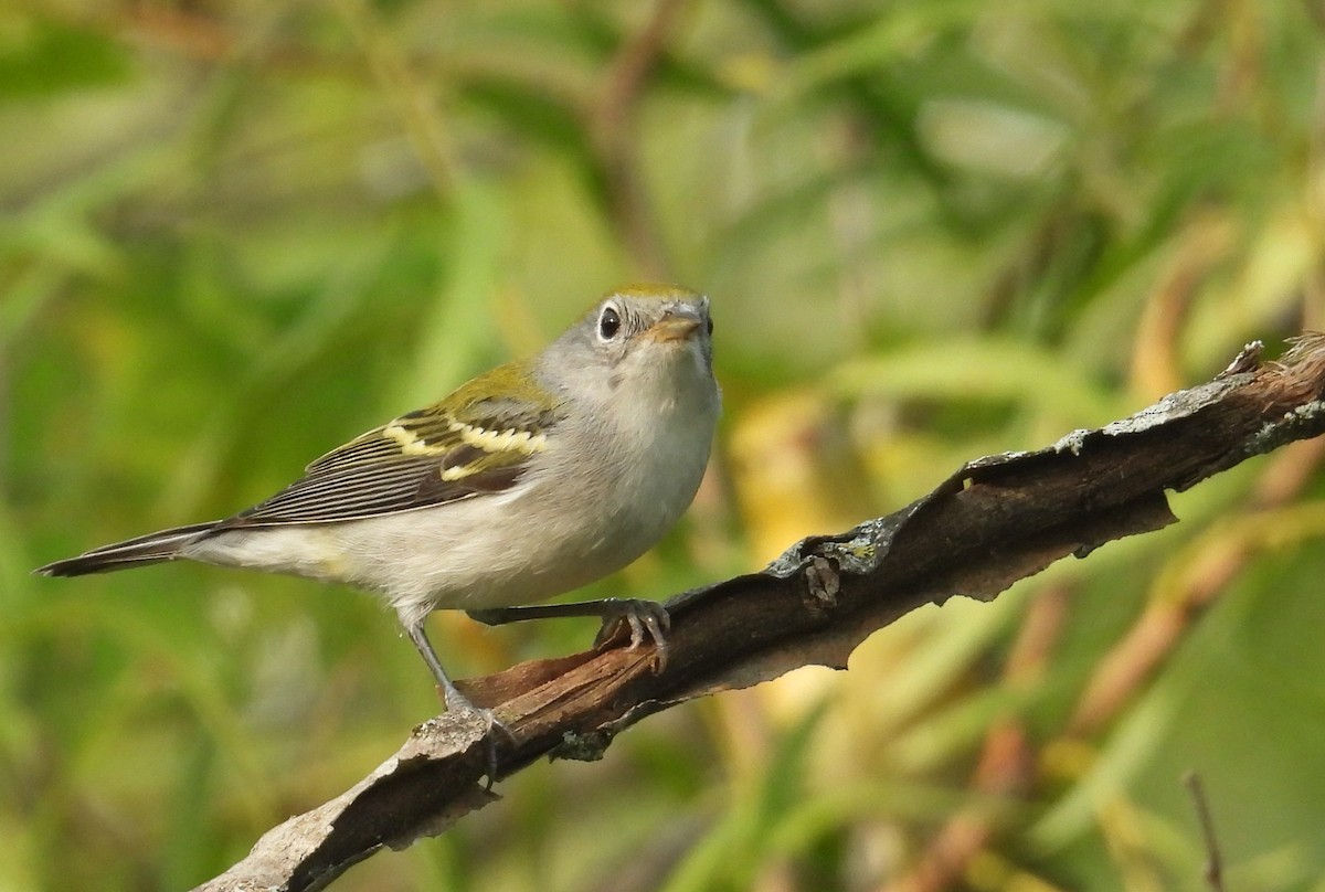 Chestnut-sided Warbler - ML622883121