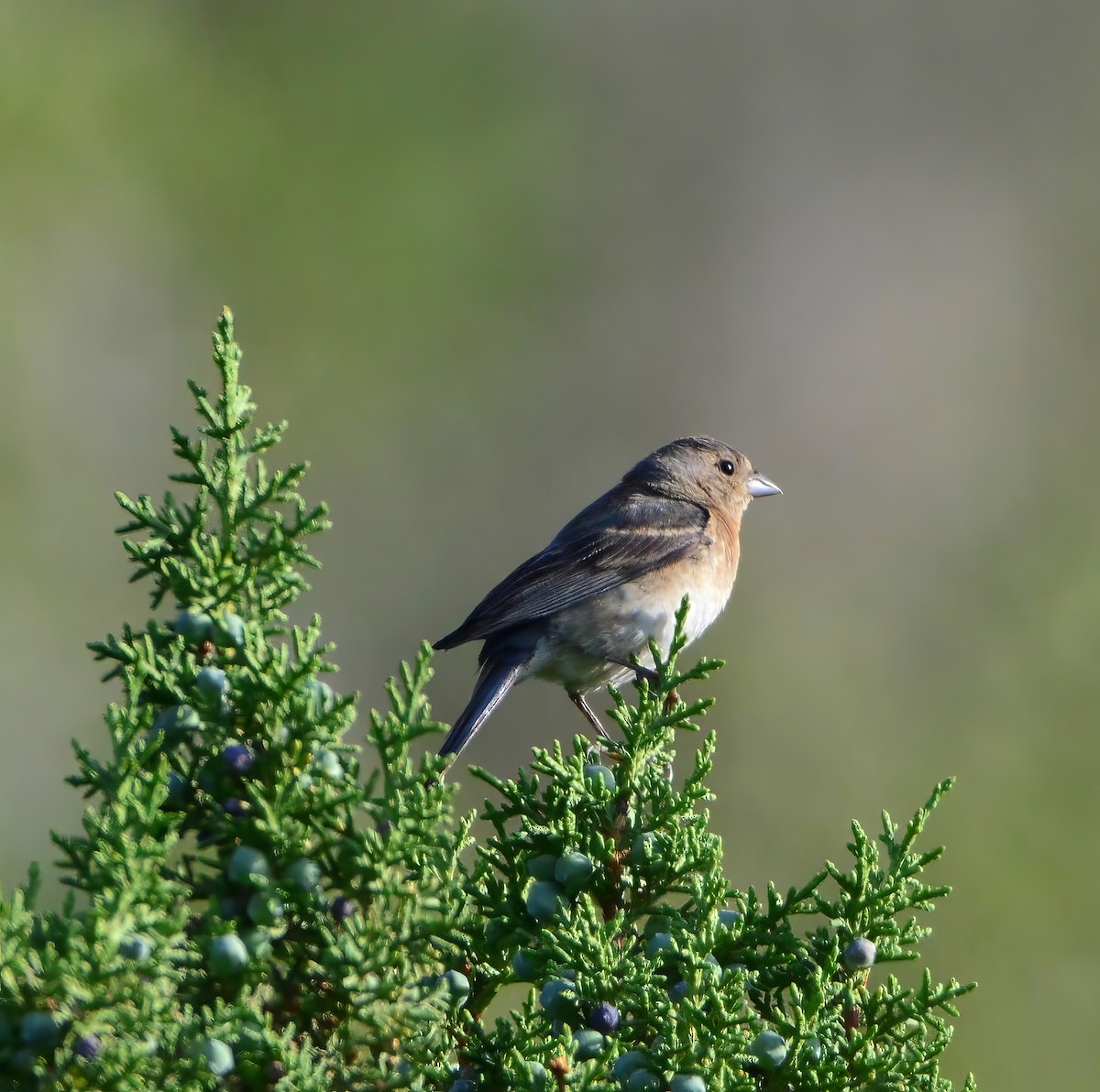 Lazuli Bunting - ML622883126