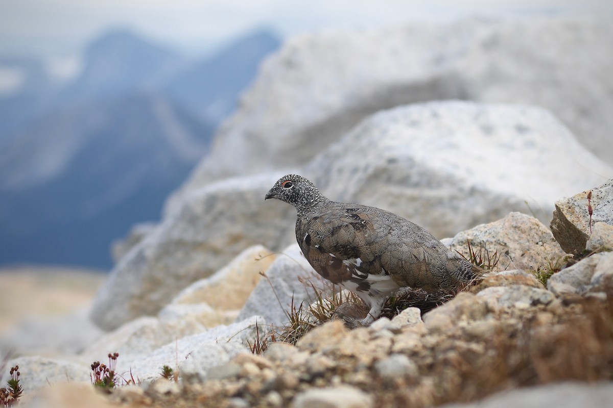 White-tailed Ptarmigan - Kalin Ocaña