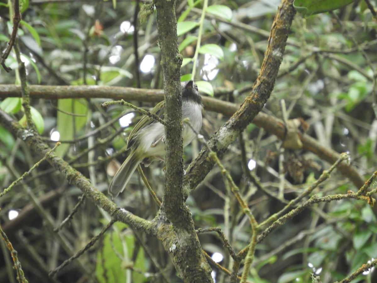 Black-throated Tody-Tyrant - Mac  McCall