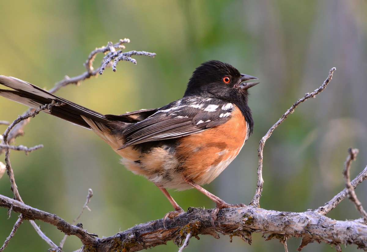 Spotted Towhee - ML622883168