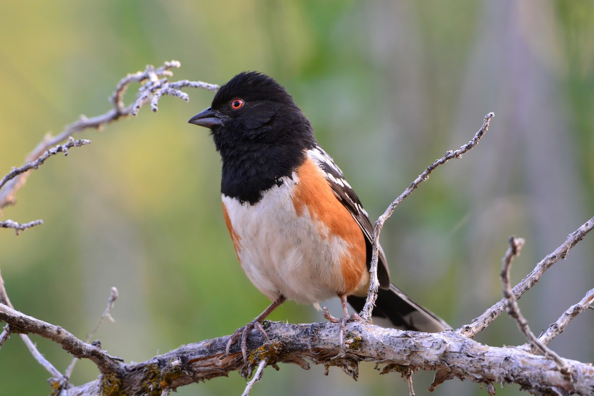 Spotted Towhee - ML622883171