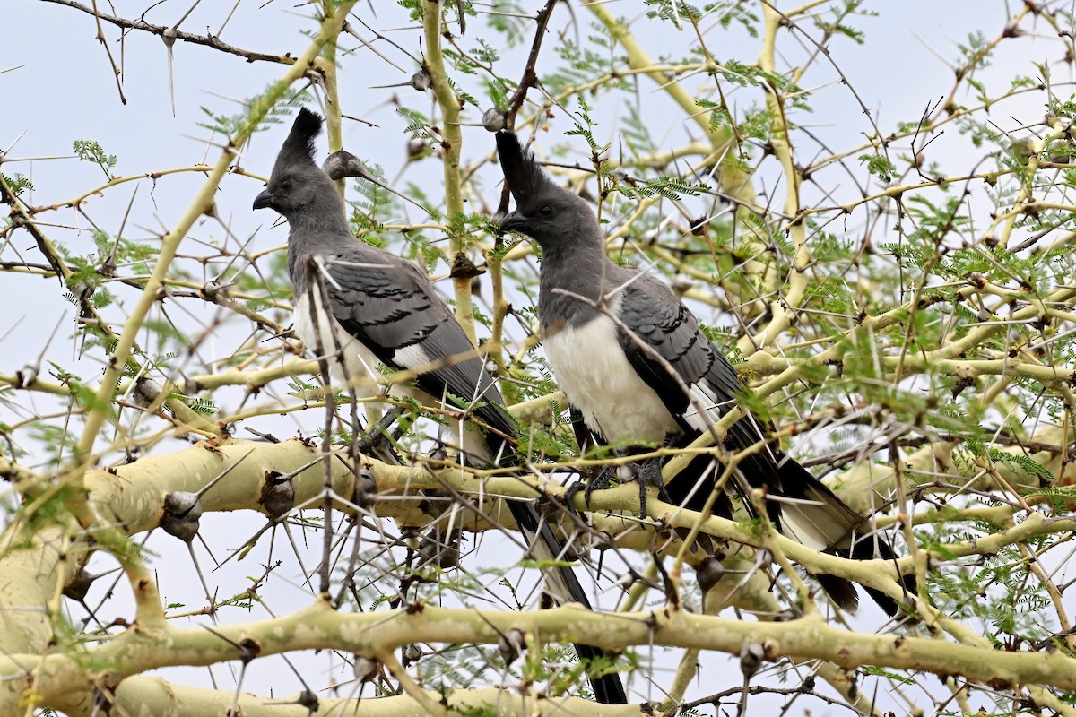 White-bellied Go-away-bird - ML622883206