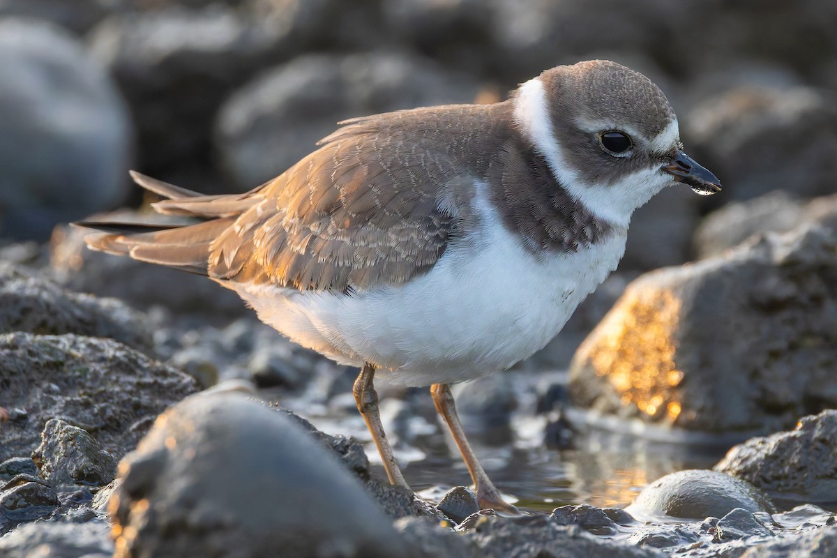 Semipalmated Plover - Zach Schwartz-Weinstein