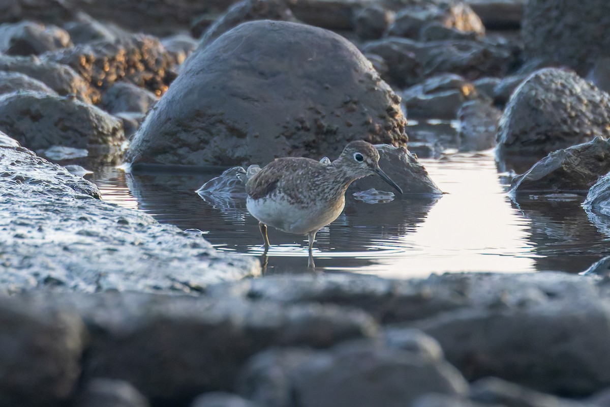 Solitary Sandpiper - Zach Schwartz-Weinstein