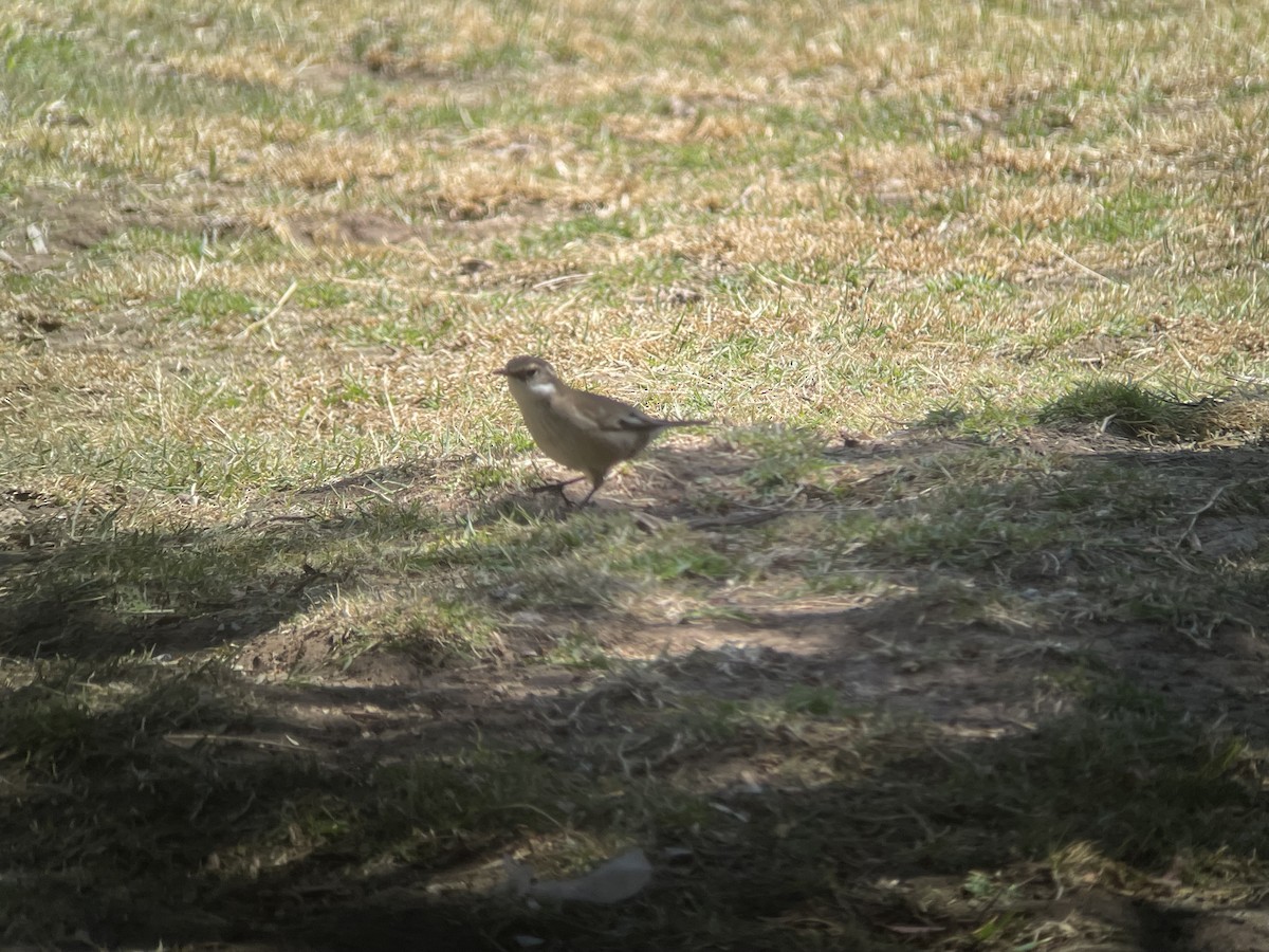 Cream-winged Cinclodes - Vincent Weber