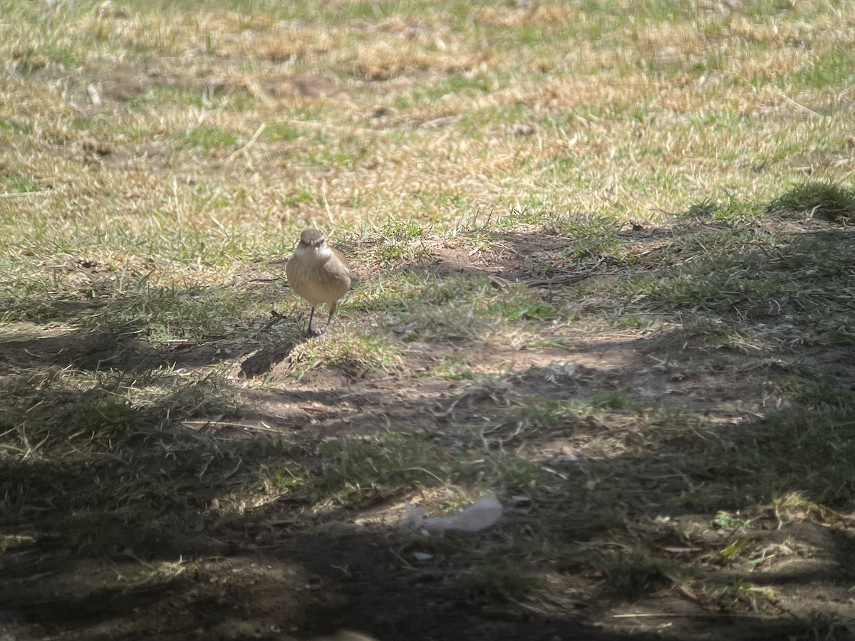 Cream-winged Cinclodes - Vincent Weber